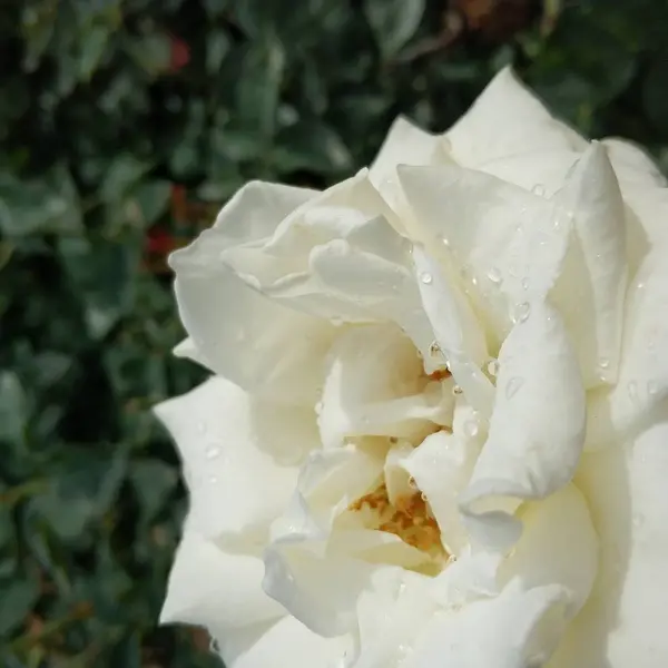 Vacker Ros Trädgården Blommor Kronblad Sommarflora — Stockfoto