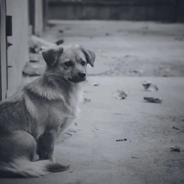 Vista Cão — Fotografia de Stock