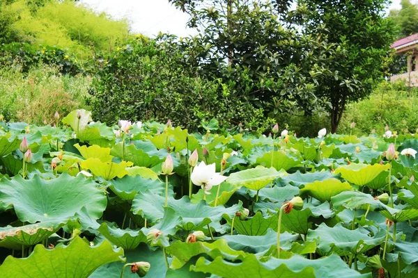 Jardín Hojas Verdes Flora Follaje — Foto de Stock
