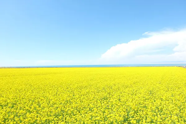 countryside field, flora and foliage plants