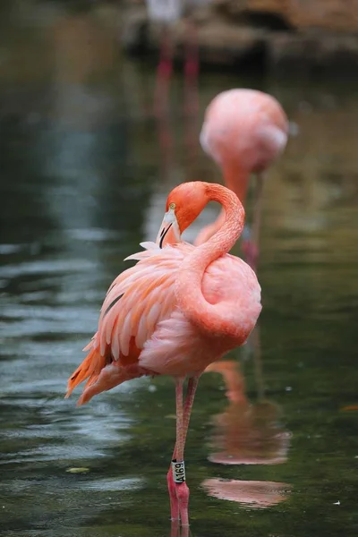 Flamingo Rosa Pássaro Tropical — Fotografia de Stock