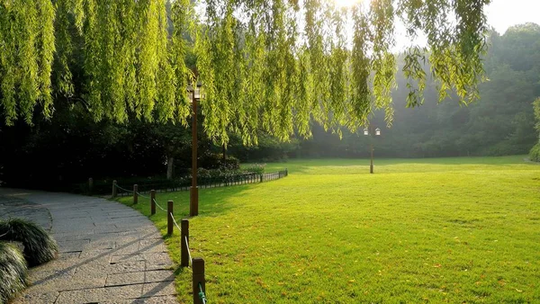 Hermoso Paisaje Verano Con Árboles Hierba Verde — Foto de Stock