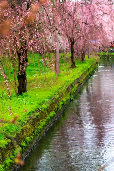 Wiosną Kwitną Wiśnie Japońskie — Zdjęcie stockowe