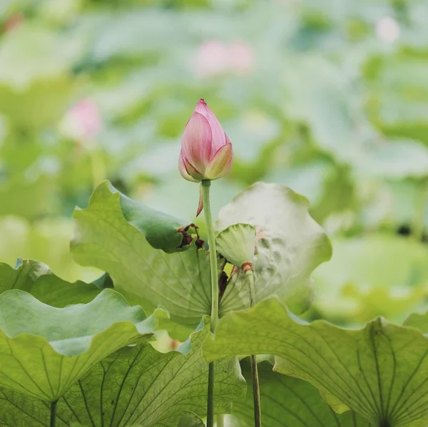 Kwiat Lotosu Ogrodzie — Zdjęcie stockowe