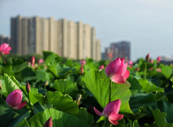 Hermosa Flor Rosa Jardín — Foto de Stock