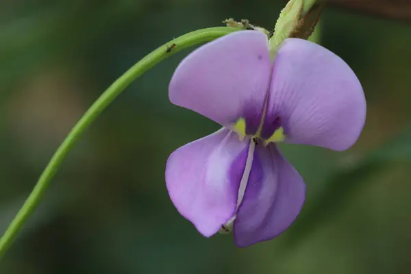 花园里美丽的兰花 — 图库照片