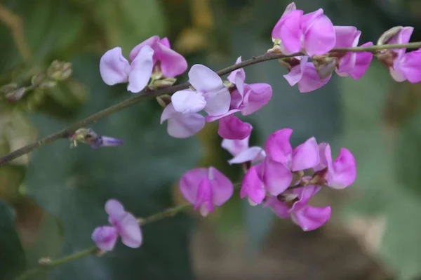 美丽的粉红色花瓣 春天的植物 — 图库照片