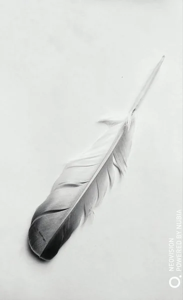 feather of bird feathers on white background