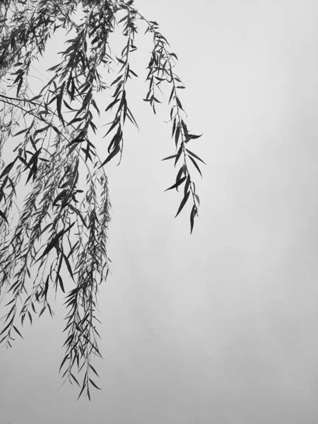 Зимовий Ліс Горах — стокове фото