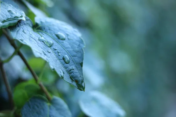 Hoja Verde Follaje Flora Ambiente — Foto de Stock