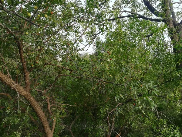 Flora Naturaleza Ramas Árboles Plantas — Foto de Stock