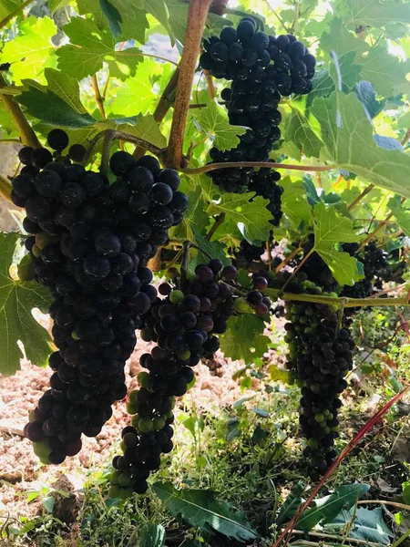 Uvas Árbol Del Viñedo — Foto de Stock