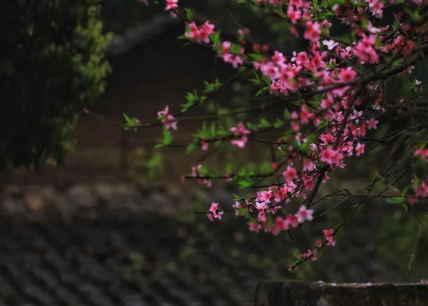 Vackra Rosa Blommor Trädgården — Stockfoto