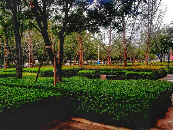 Hermoso Jardín Verde Con Árbol — Foto de Stock