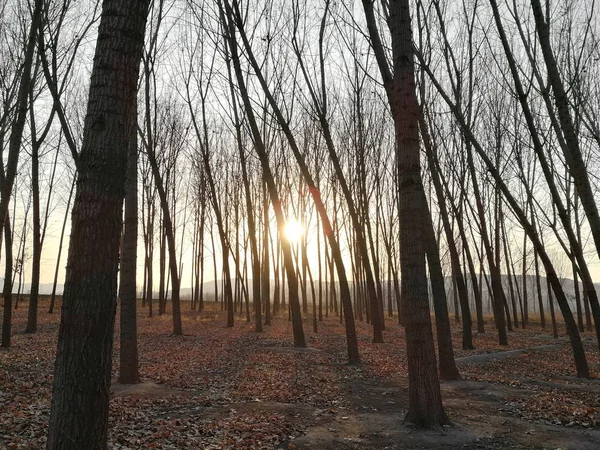 Bosque Otoño Parque — Foto de Stock