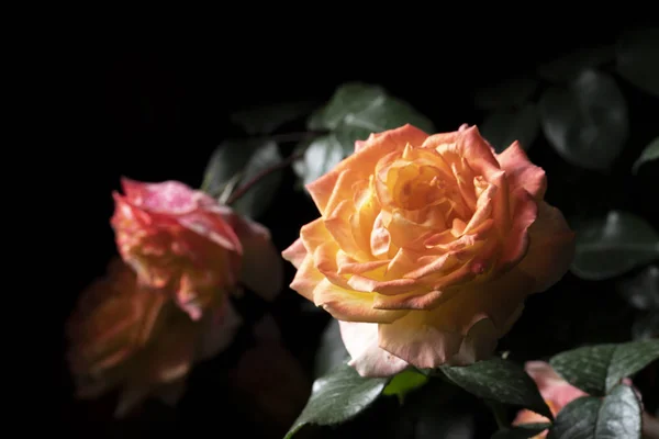 Rosa Sfondo Nero — Foto Stock