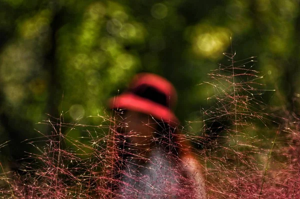 Loofbomen Bladeren Van Natuurflora — Stockfoto