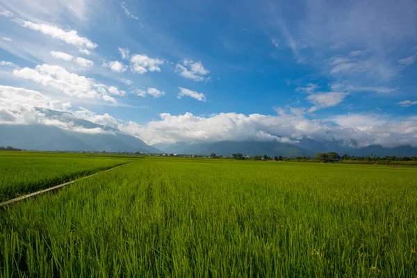 Beautiful Green Rice Fields Grass — Stock Photo, Image