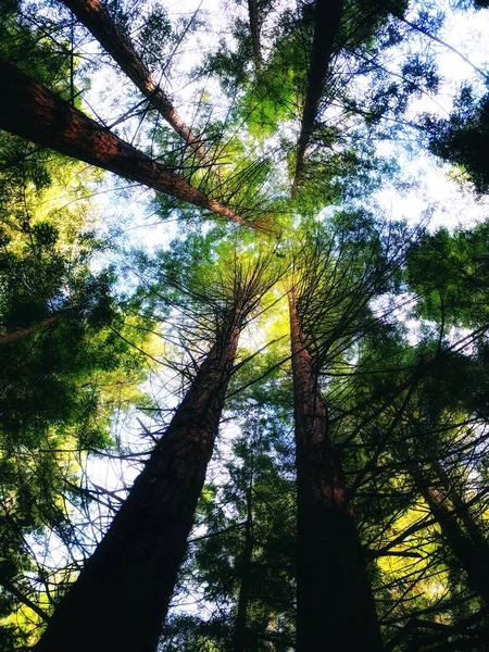 Дерева Лісі Джунглях Флорі Природи — стокове фото