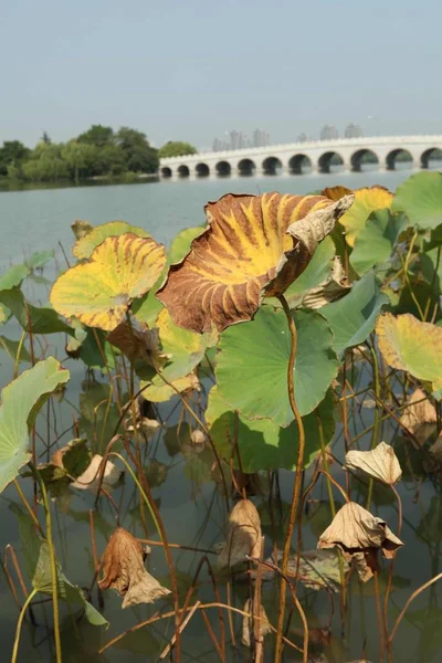 Flor Loto Jardín — Foto de Stock