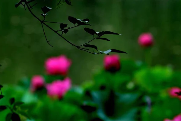 Bacche Rosse Albero Giardino — Foto Stock