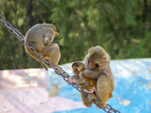 Mono Sentado Árbol — Foto de Stock