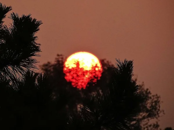 Árbol Navidad Con Una Estrella Árboles — Foto de Stock