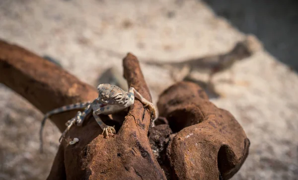 lizard reptile, fauna animal