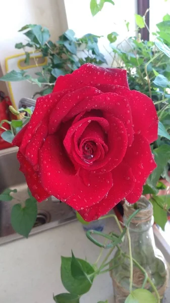 Como Rosas Como Belleza Fragancia Floral Ligera — Foto de Stock
