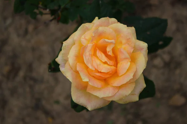 ดอกก หลาบท สวยงามในสวน — ภาพถ่ายสต็อก