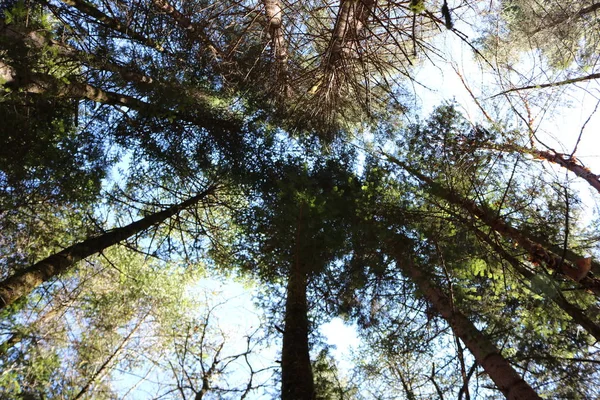 Árboles Bosque — Foto de Stock