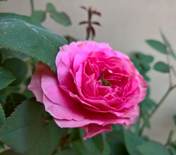 Hermosas Rosas Rosadas Jardín Flora — Foto de Stock