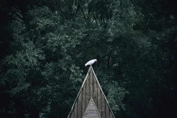 Puente Madera Bosque — Foto de Stock