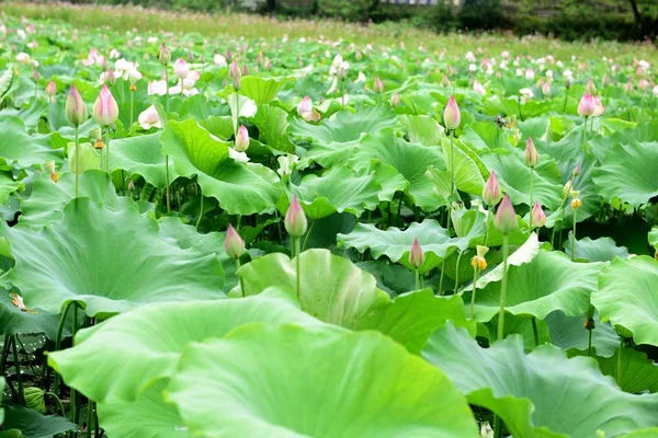 Lotus Pond Lotus Pond Lotus Pond