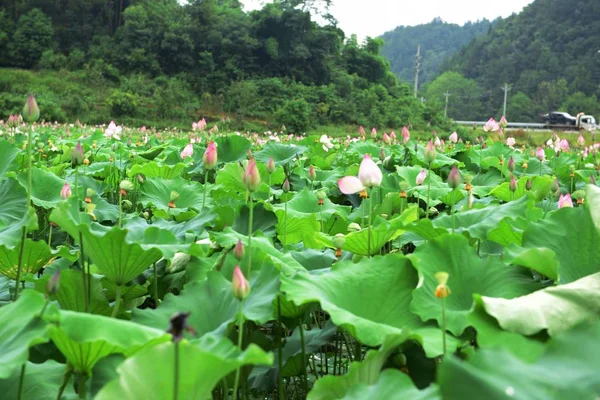 Lotus Pond Lotus Pond Pond — Foto de Stock