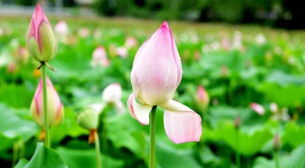 Lotus Pond Lotus Pond Lotus Pond