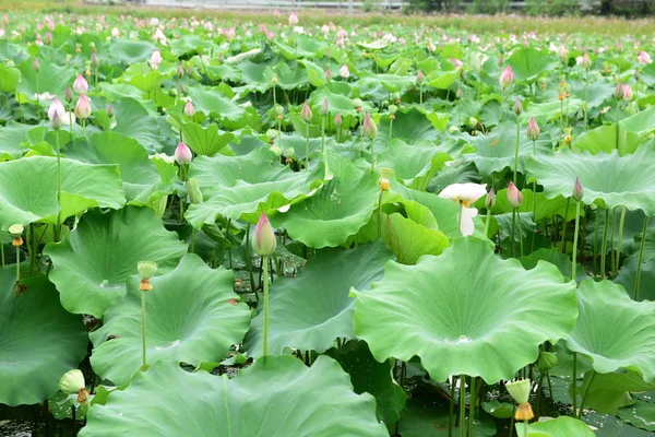 Lotus Pond Lotus Pond Lotus Pond