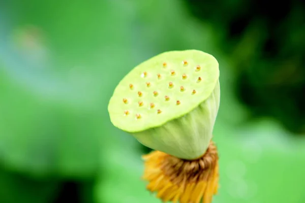 Lotus Pond Lotus Pond Lotus Pond