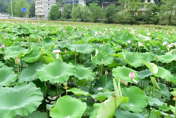 Lotus Pond Lotus Pond Lotus Pond