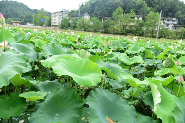 Lotus Pond Lotus Pond Pond — Foto de Stock