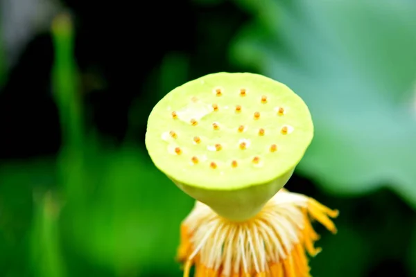 Lotus Pond Lotus Pond Lotus Pond