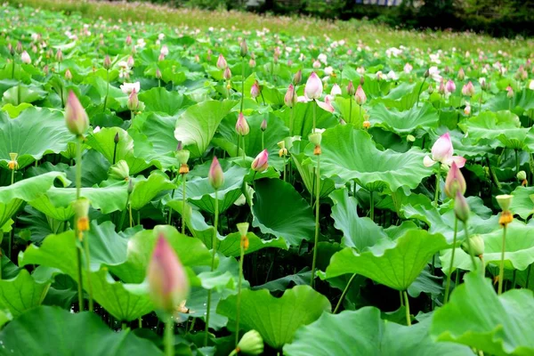 Lotus Pond Lotus Pond Pond — Foto de Stock