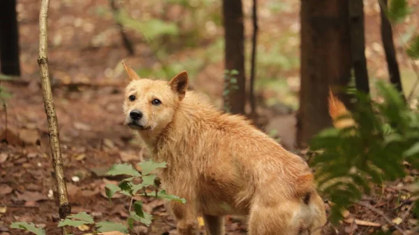 Perro Bosque Otoño — Foto de Stock