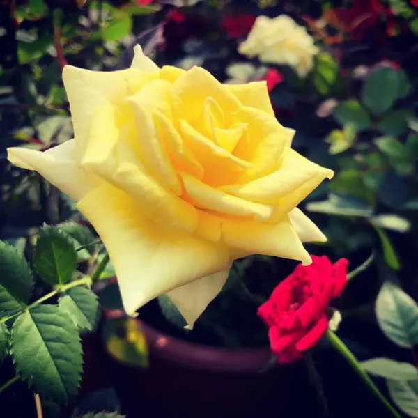 Hermosa Rosa Jardín Flores Pétalos Flora Verano — Foto de Stock