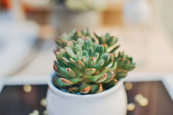 Succulent Plant Cactus Flora — Stock Photo, Image