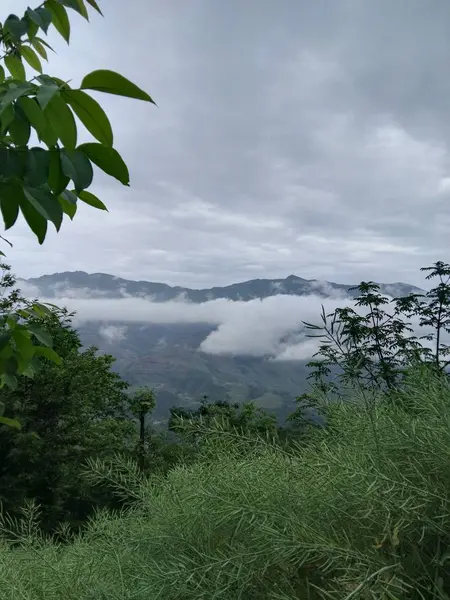 Paisaje Verde Del Bosque Con Árboles Nubes — Foto de Stock