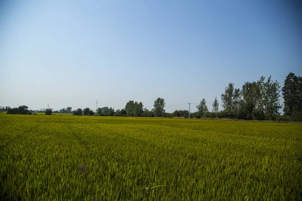 Green Field Countryside — Stock Photo, Image
