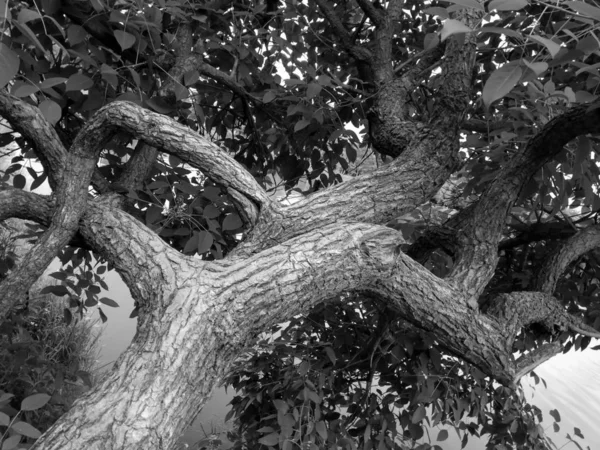 tree branches in forest, flora in nature