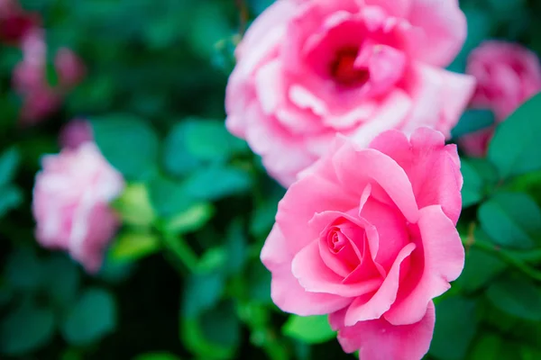 Hermoso Plano Botánico Fondo Pantalla Natural — Foto de Stock