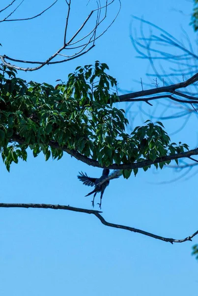 tree branches in forest, flora in nature